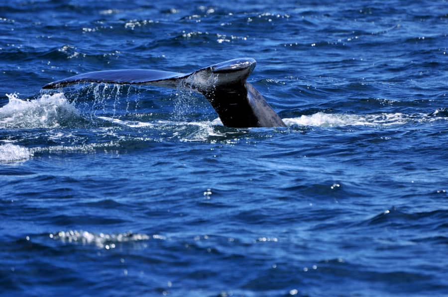 Ocean, whales and Atlantic life