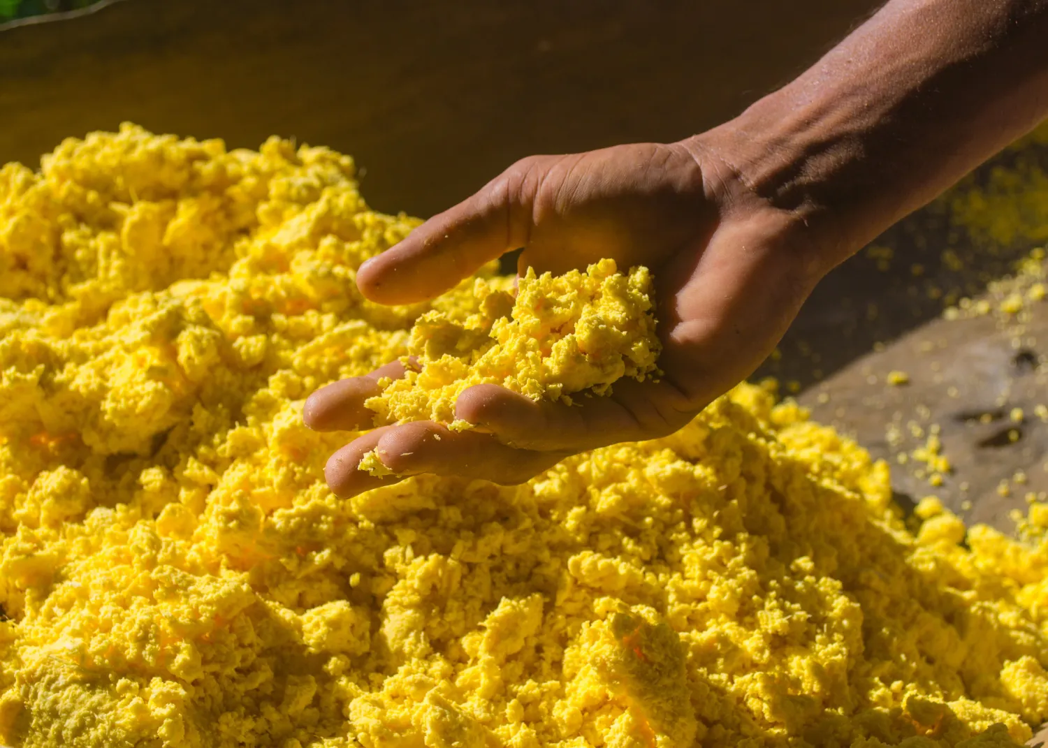 Gari jaune