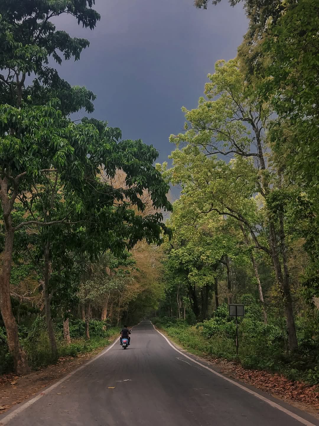 Chilapata forest