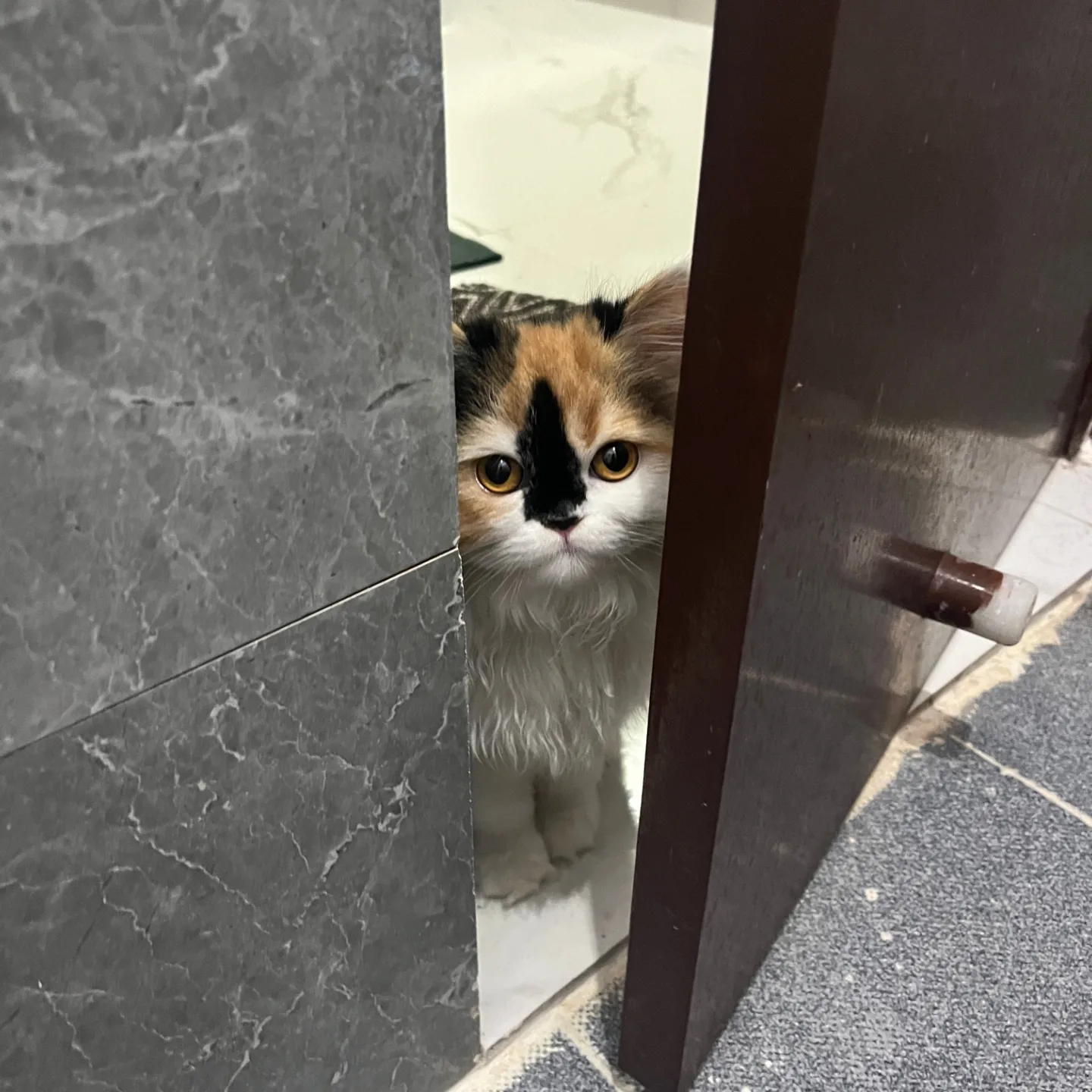 Cleo the cat