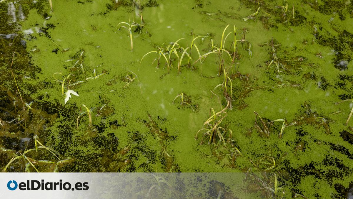 Persisten los problemas de contaminación en el embalse de As Conchas pese a la sentencia judicial contra las macrogranjas