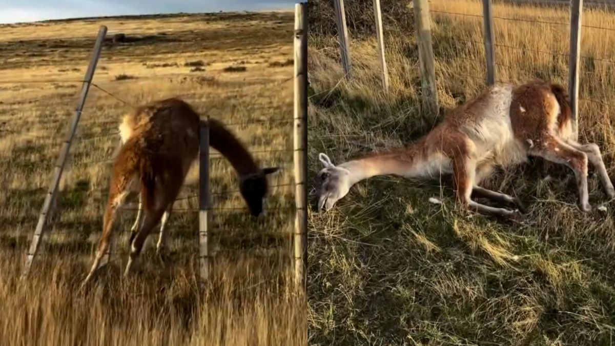 Guanaco muere tras quedar atrapado en un cerco ilegal en Torres del Paine