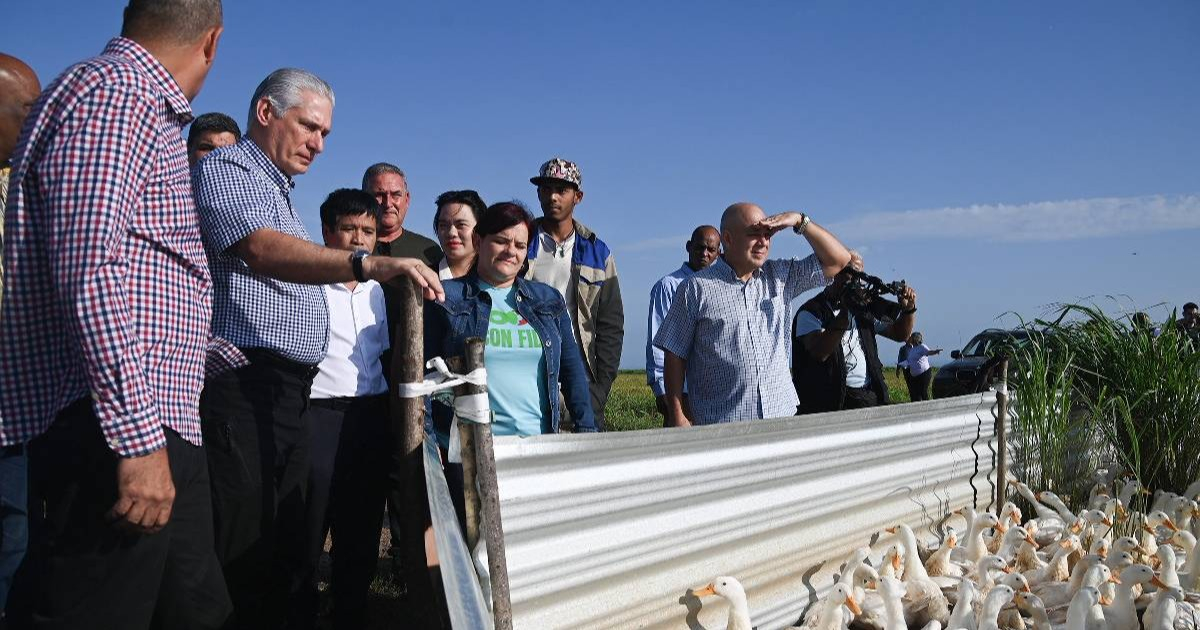 Díaz-Canel vuelve a prometer autosuficiencia arrocera pese a la caída de la producción nacional