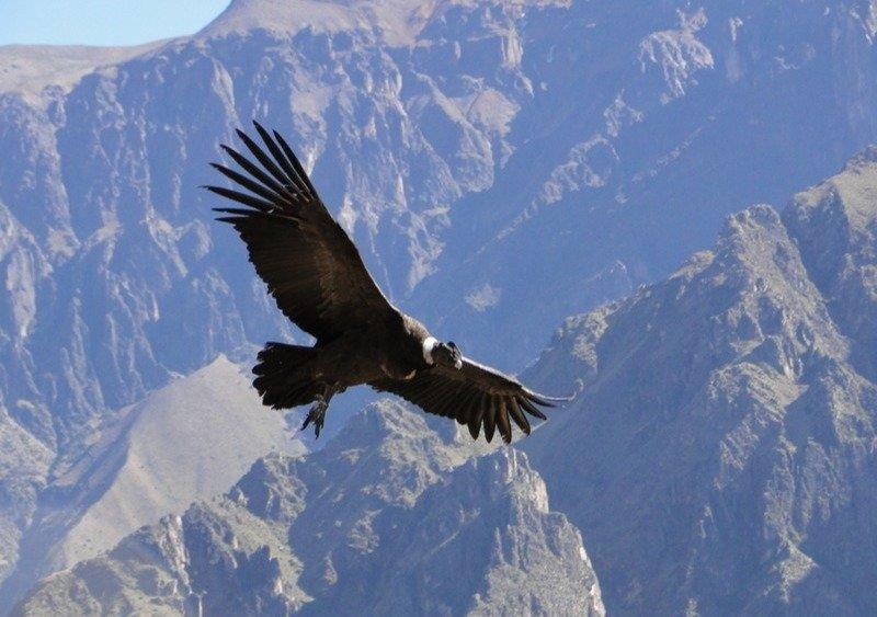 Turista fallece en Mendoza tras ser impactado por excremento congelado de cóndor