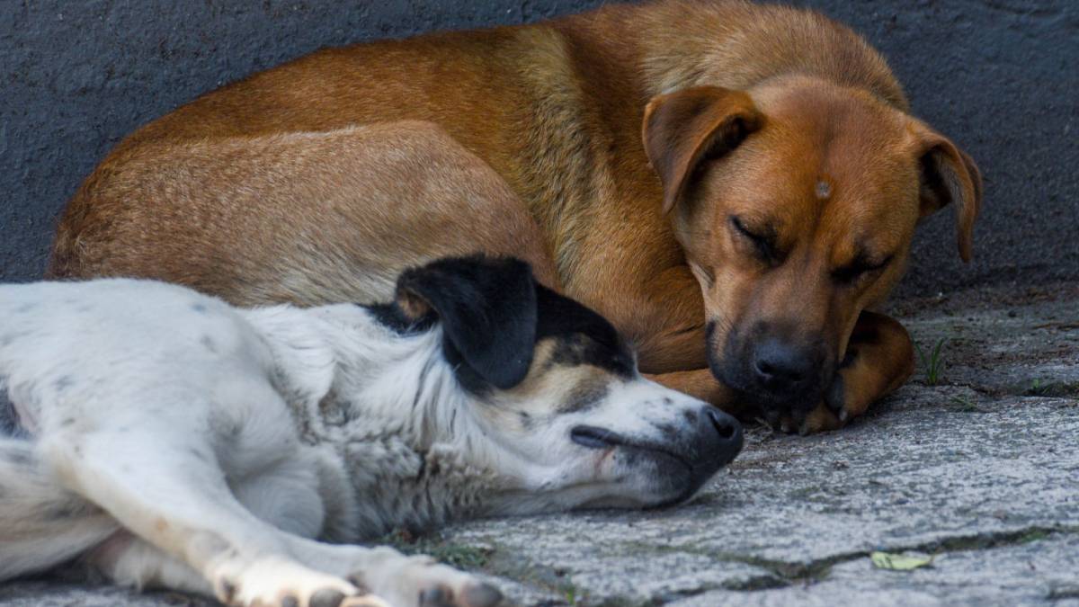 Autoridades del Edomex reportan 30 casos de gusano barrenador en perros y llaman a vigilancia en mascotas