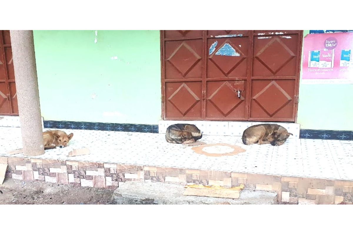 Free Dog Vaccination Campaign Launched Across Arusha to Eliminate Rabies