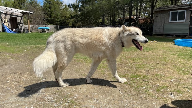 Greater Sudbury family seeks to retain pet wolf-dog amid provincial seizure review