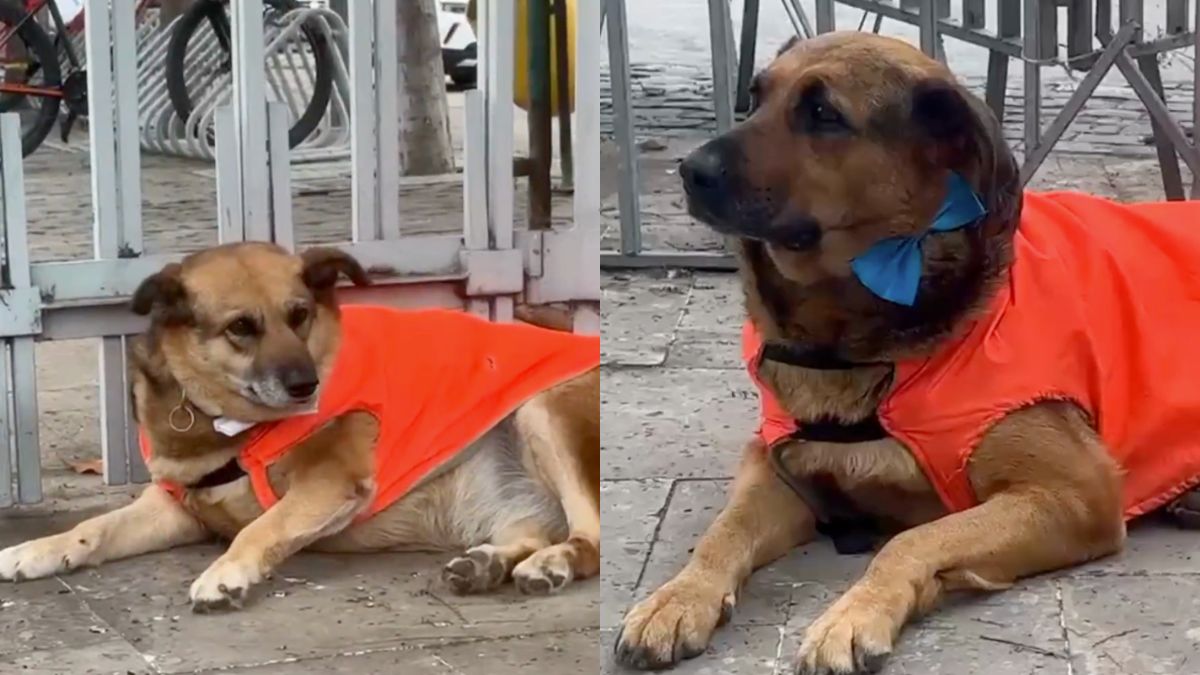 Perros del Congreso lucieron trajes y corbatines previo a la primera Cuenta Pública del Gobierno
