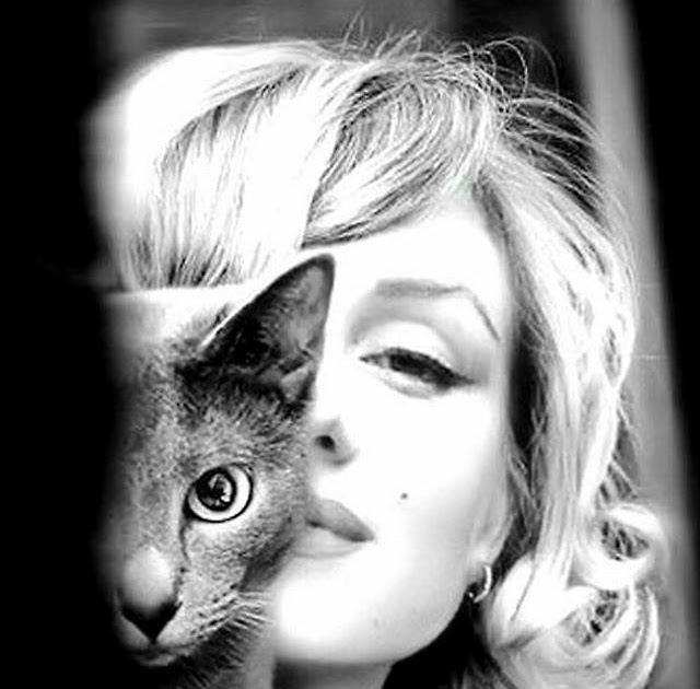 Marilyn Monroe y su vínculo con los gatos: una mirada íntima a su lado más personal