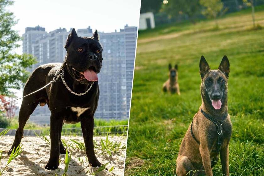 El auge de los perros de protección en España y el vacío legal sobre su regulación