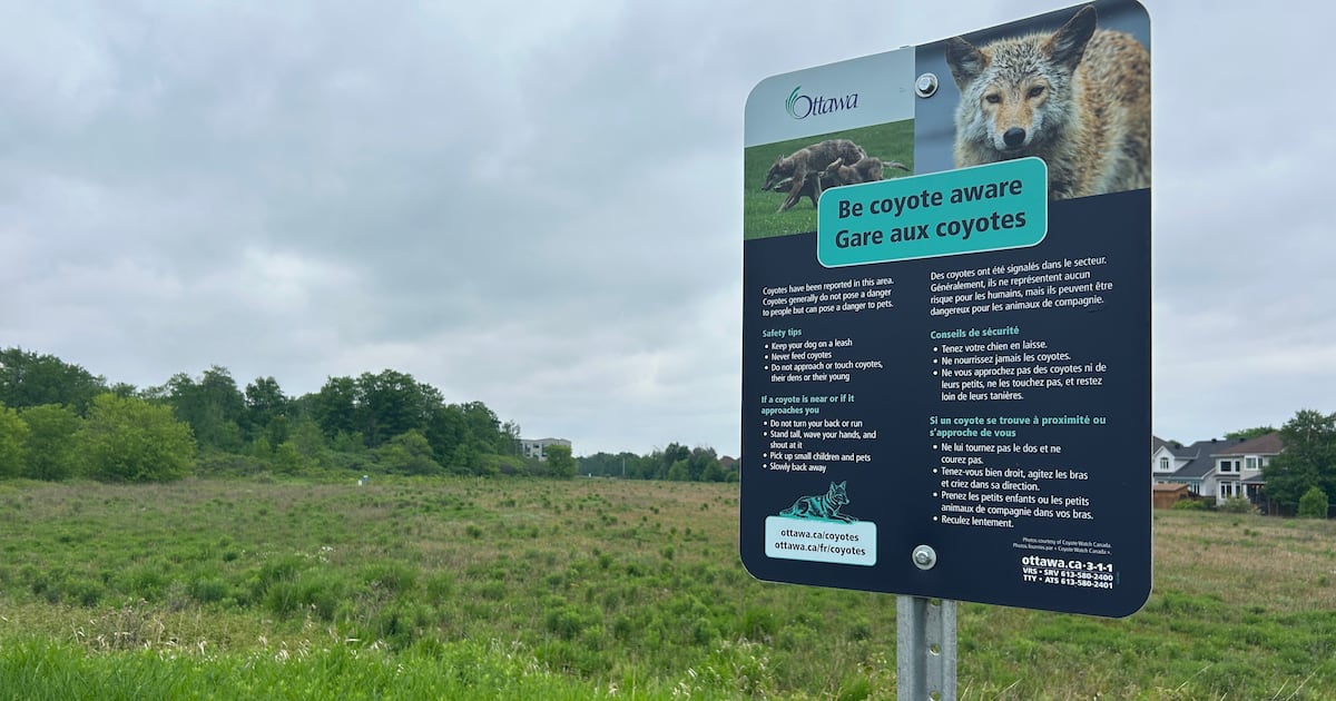 Ottawa authorities investigate coyote attack on local resident