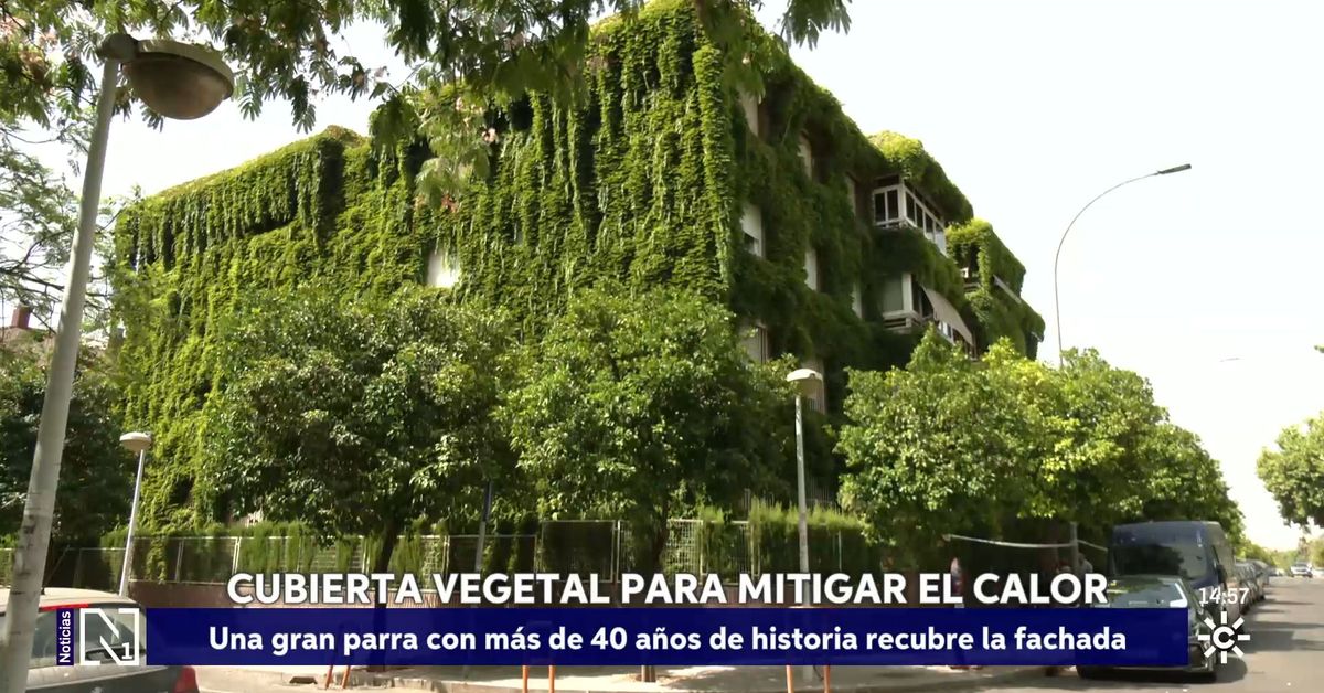 Una parra de más de cuatro décadas reduce la temperatura de un edificio residencial en Córdoba