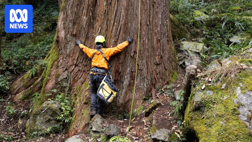Investigación global para localizar y proteger los árboles más altos del planeta frente a las amenazas climáticas