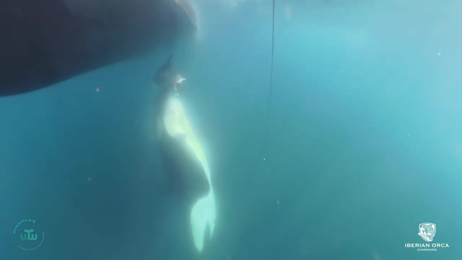 Una orca ibérica ofrece una presa a un barco en el estrecho de Gibraltar y reabre el debate sobre su comportamiento