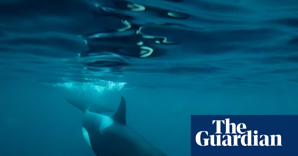 Increase in orca sightings off Northumberland coast linked to possible ecosystem recovery