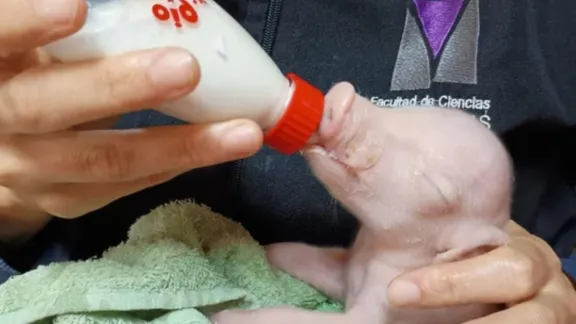 Argentina desarrolla cerdo clonado para trasplantes humanos