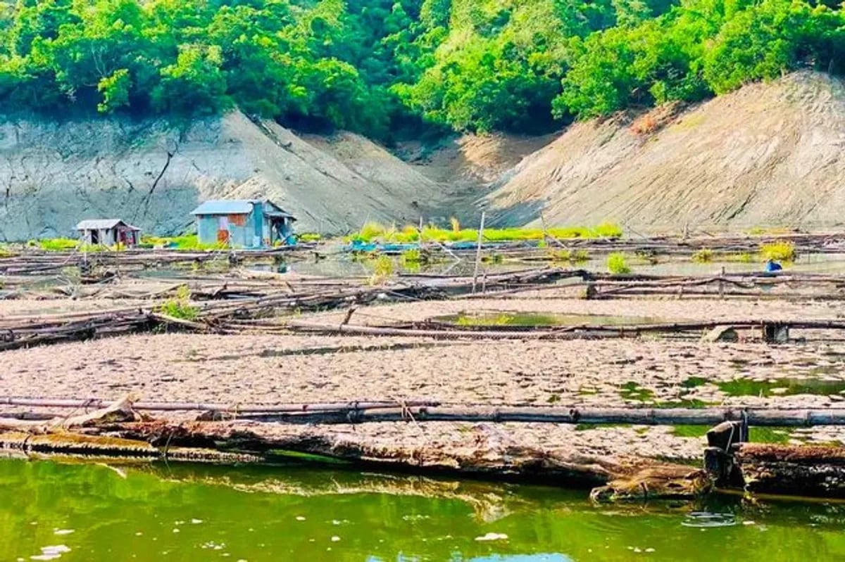 El Niño-Driven Fish Kill at Magat Dam Causes P100 Million Loss