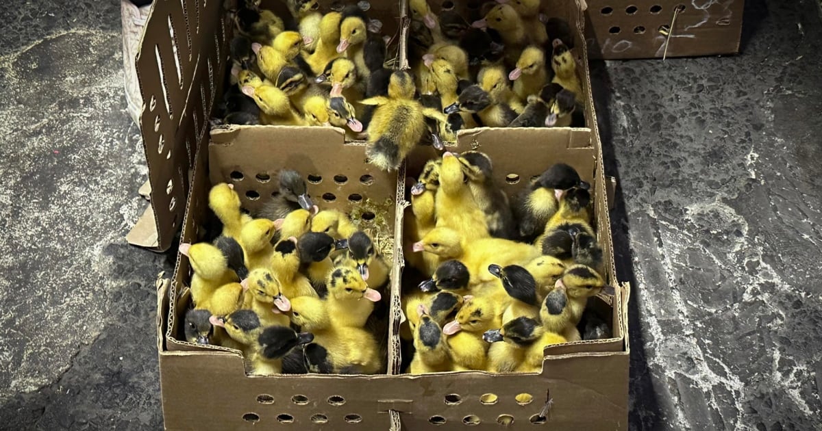 Aumento en ventas de patos pekín en CDMX por moda mundialista y vacío legal