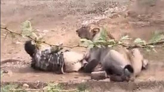 Gujarat lioness attack: Man survives encounter with wild animal