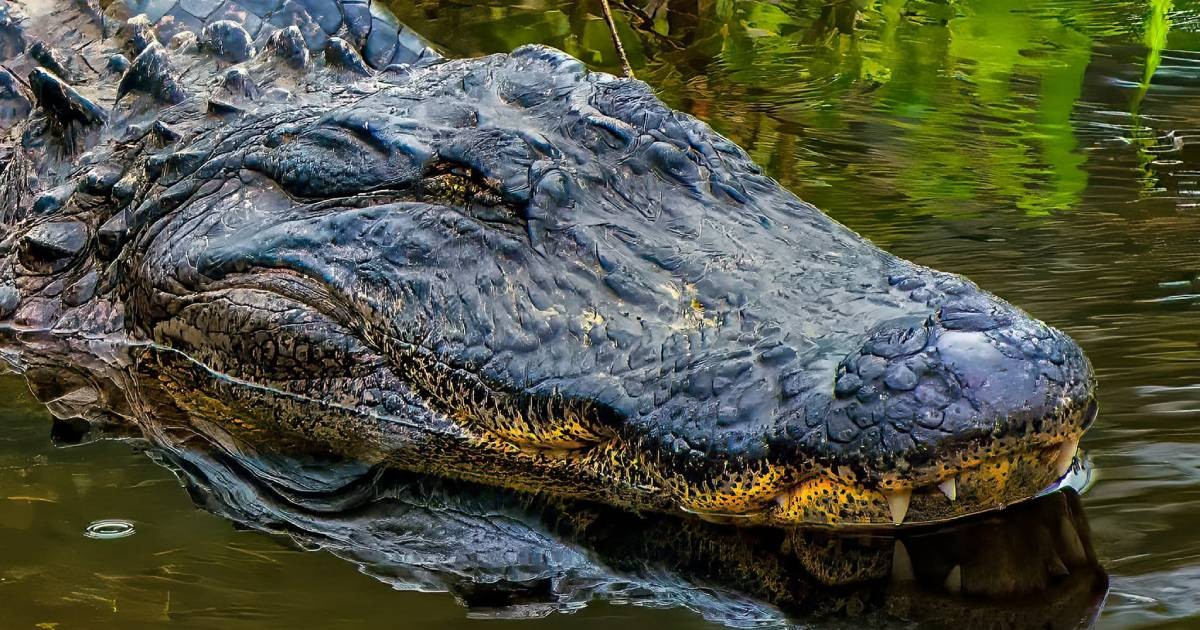 Trágico rescate familiar frente a un caimán en Florida y el apoyo comunitario
