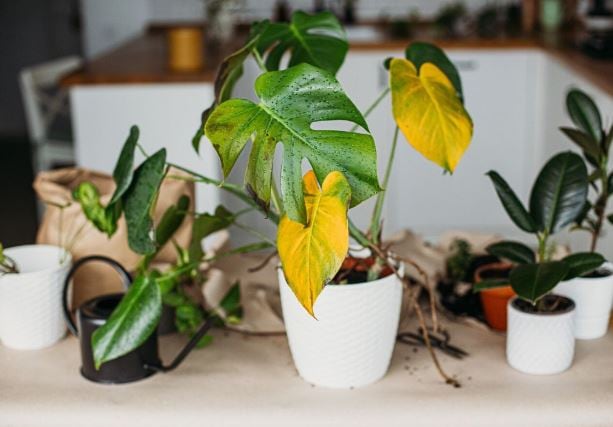 Cuidado con las plantas: Causas y soluciones para hojas amarillas