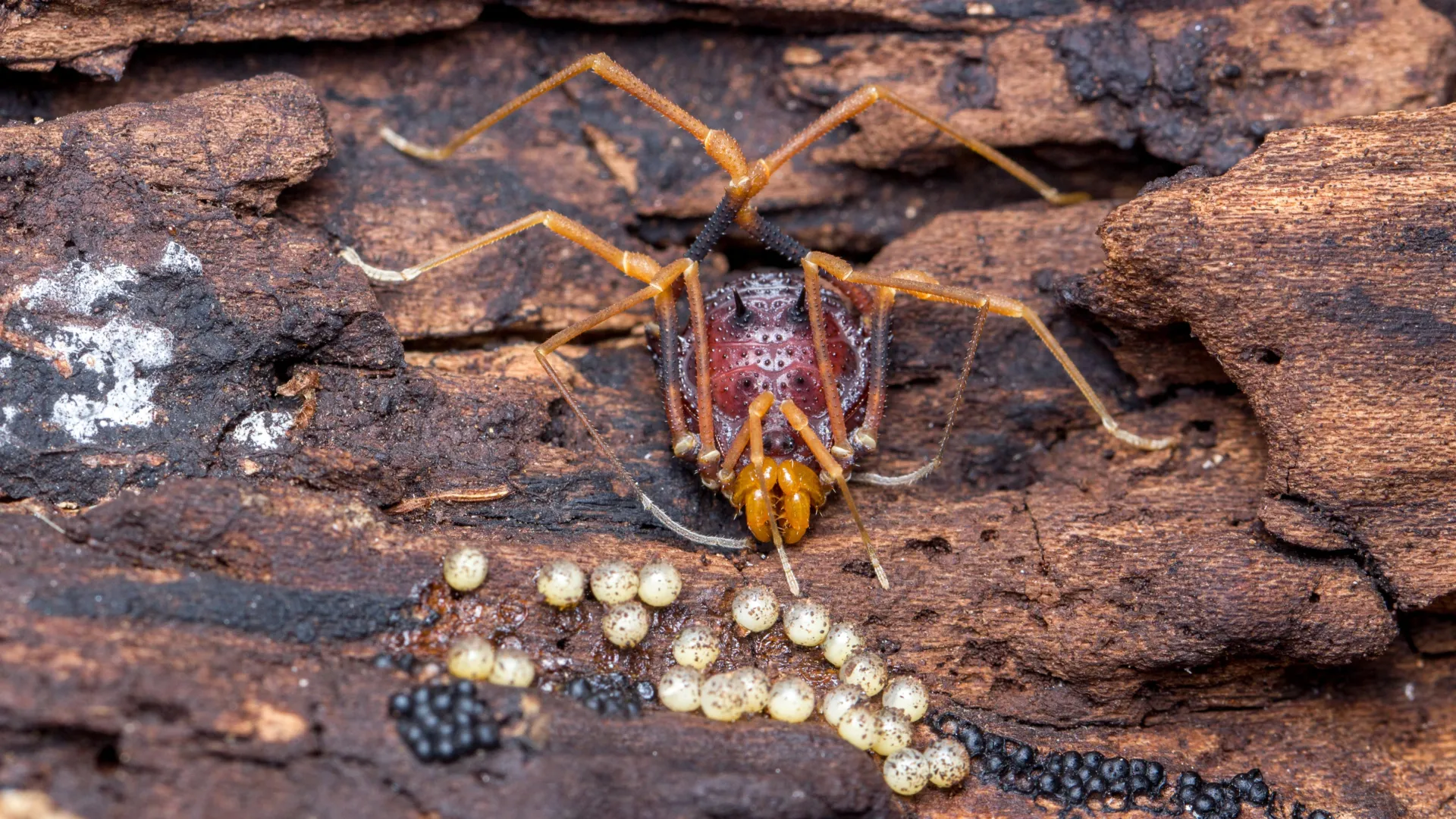 Citizen Science Reveals Evolutionary Pathways of Parental Care in Harvestmen