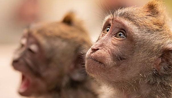 Aumento en el costo de monos de laboratorio en China por escasez y demanda