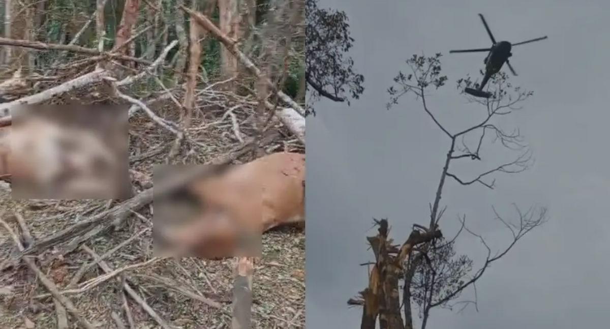 Campesino antioqueño pierde 43 vacas en operativo militar y solicita apoyo
