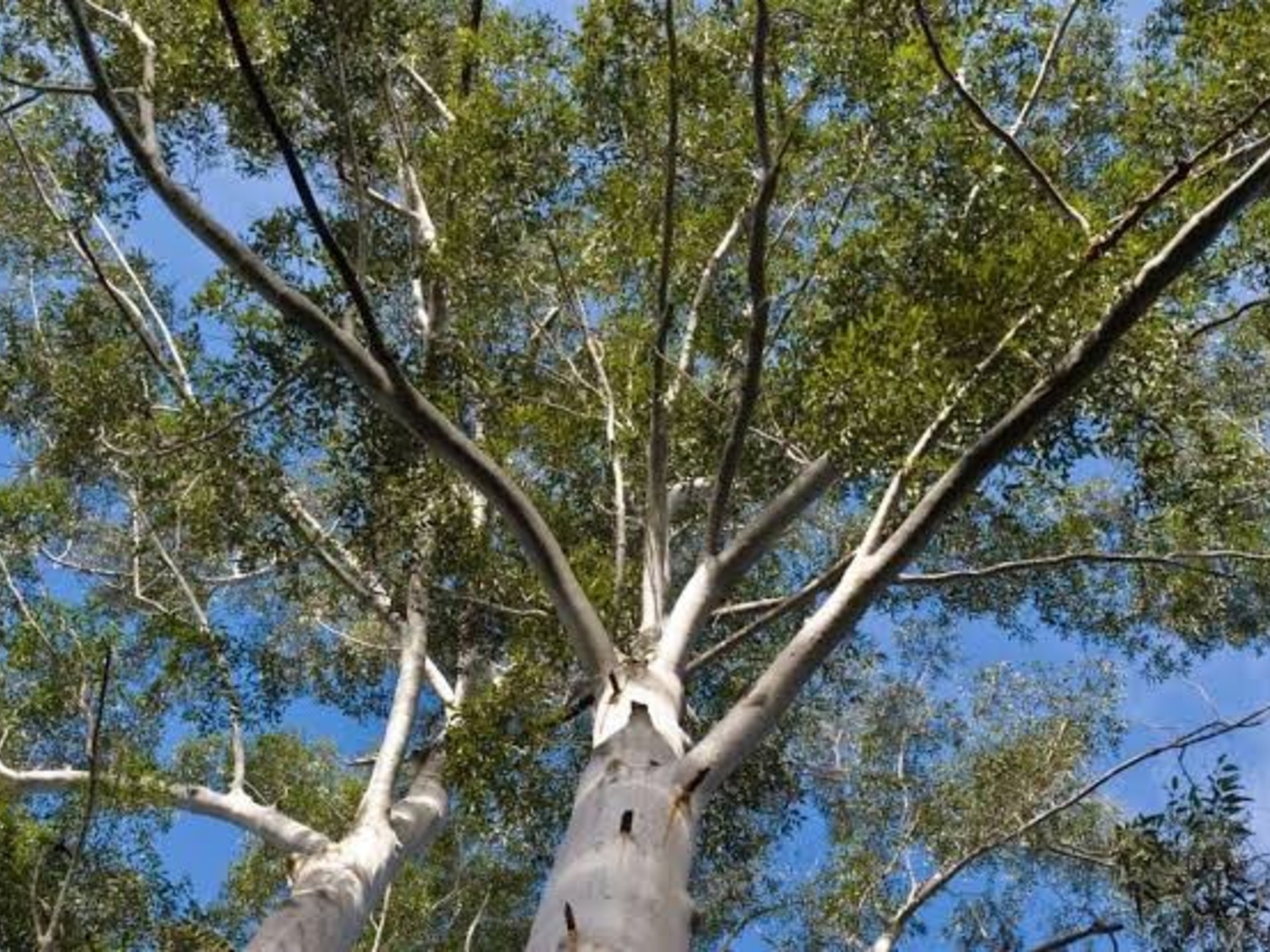 Eucaliptos en España: impacto en la fauna y soluciones propuestas