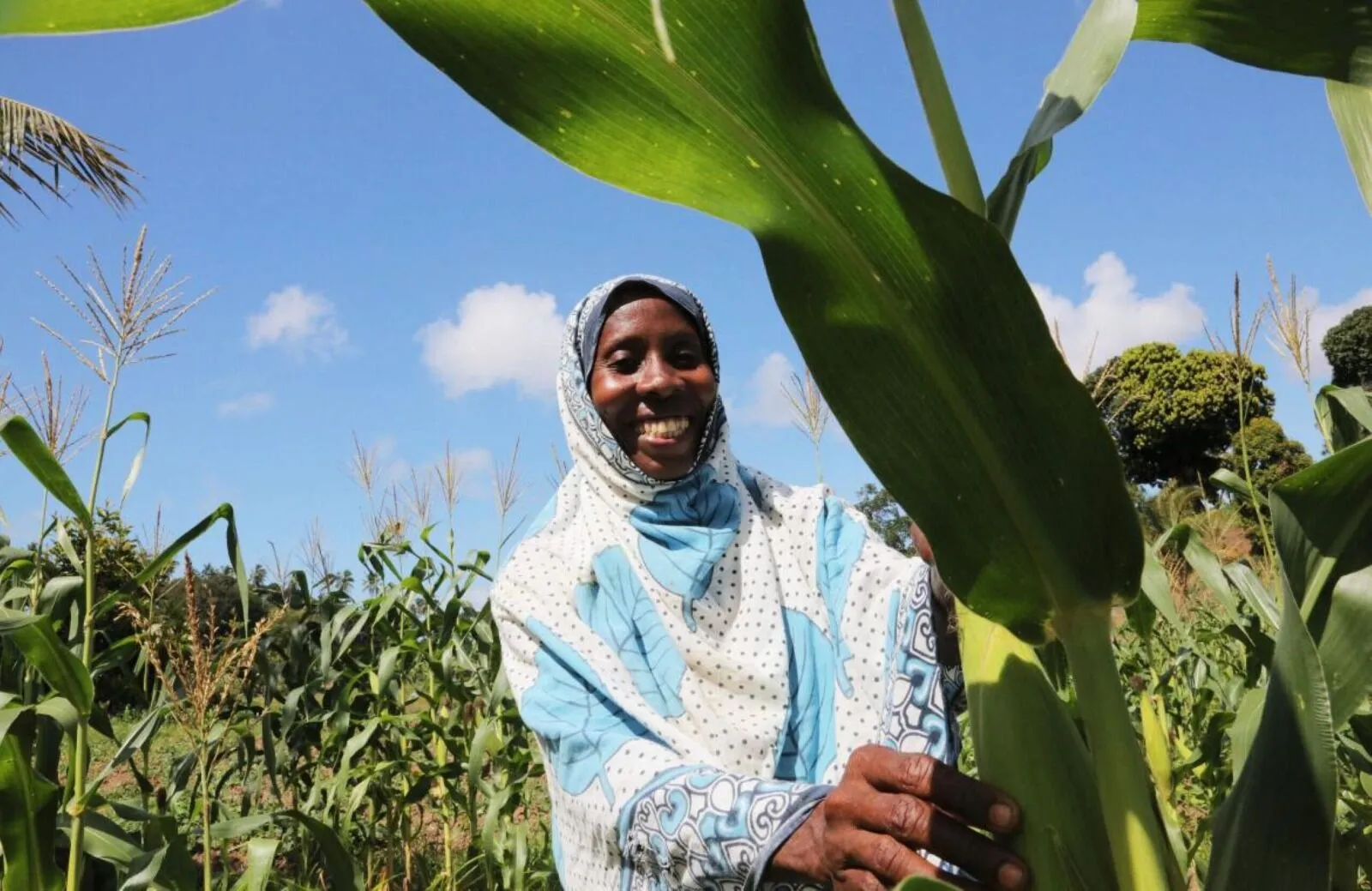 Tumbatu farmers face agricultural challenges due to climate and pests