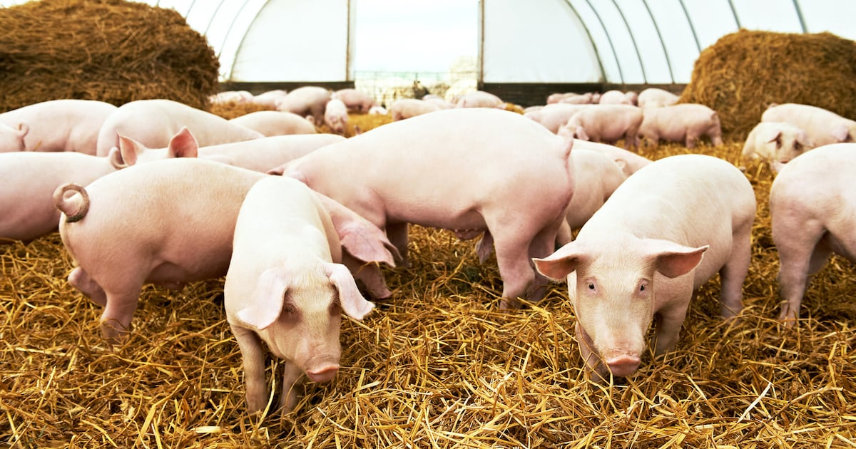Gauteng pork sector faces over R10m losses from African swine fever outbreaks