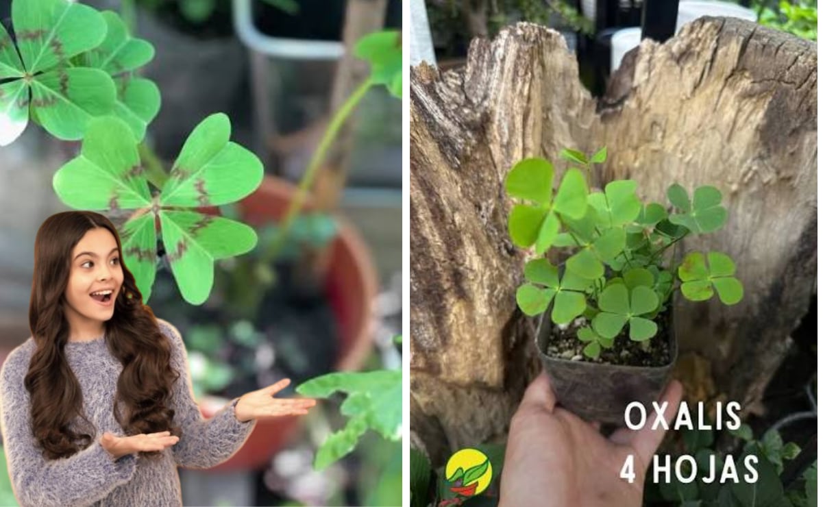 Cultivo de tréboles de cuatro hojas: guía científica para lograrlo en casa