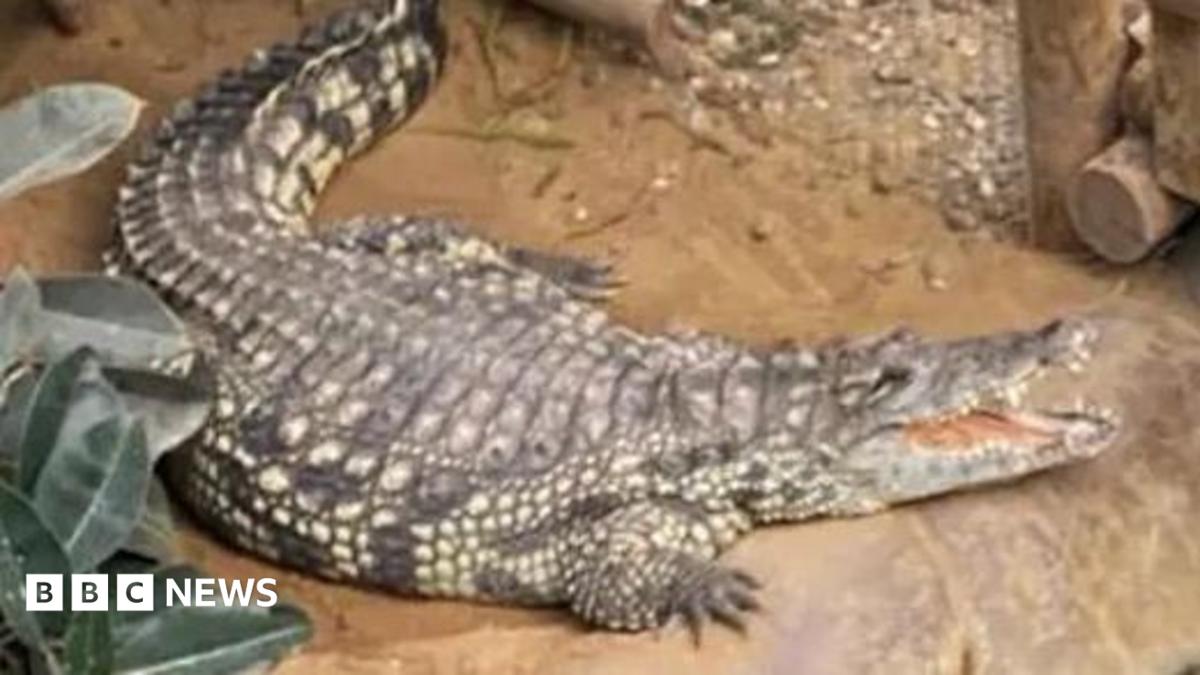 Three-year-old boy recovering after crocodile attack at zoo