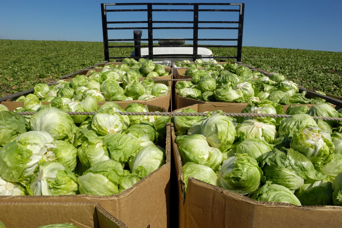 Taylor Farms links cyclospora outbreak to lettuce supply chain