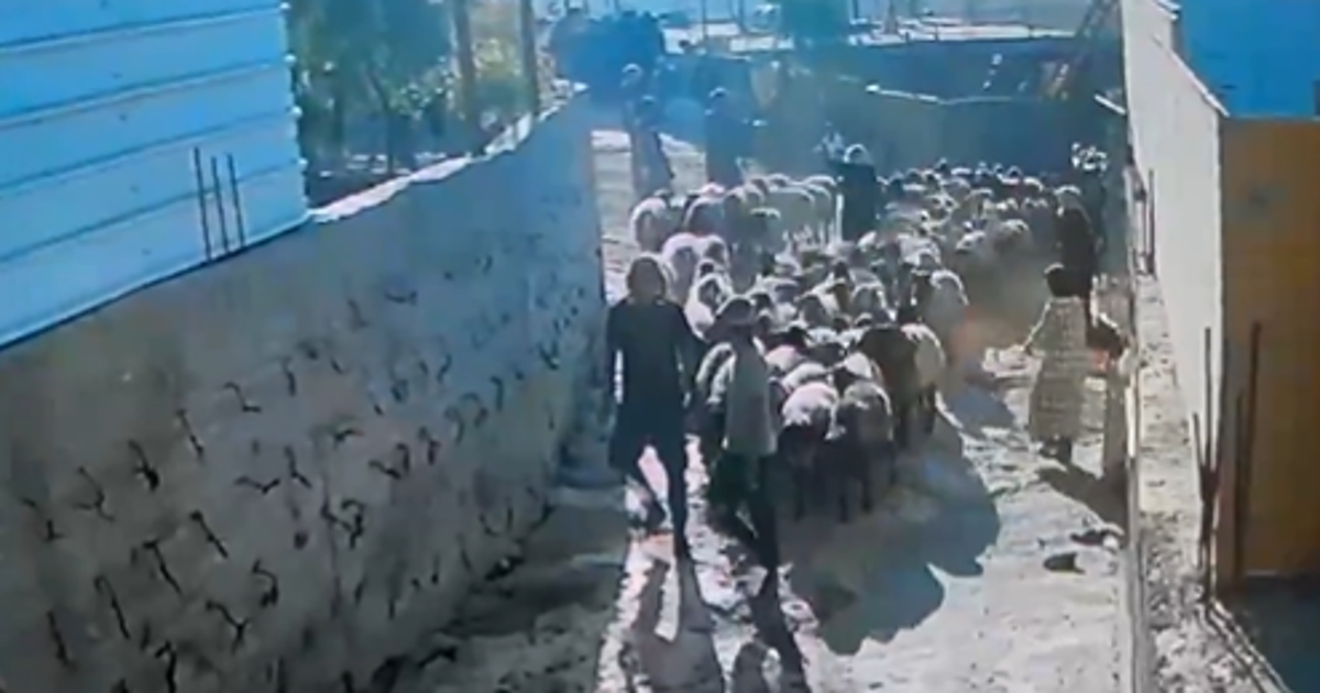 Settlers israelíes toman ganado palestino bajo vigilancia militar