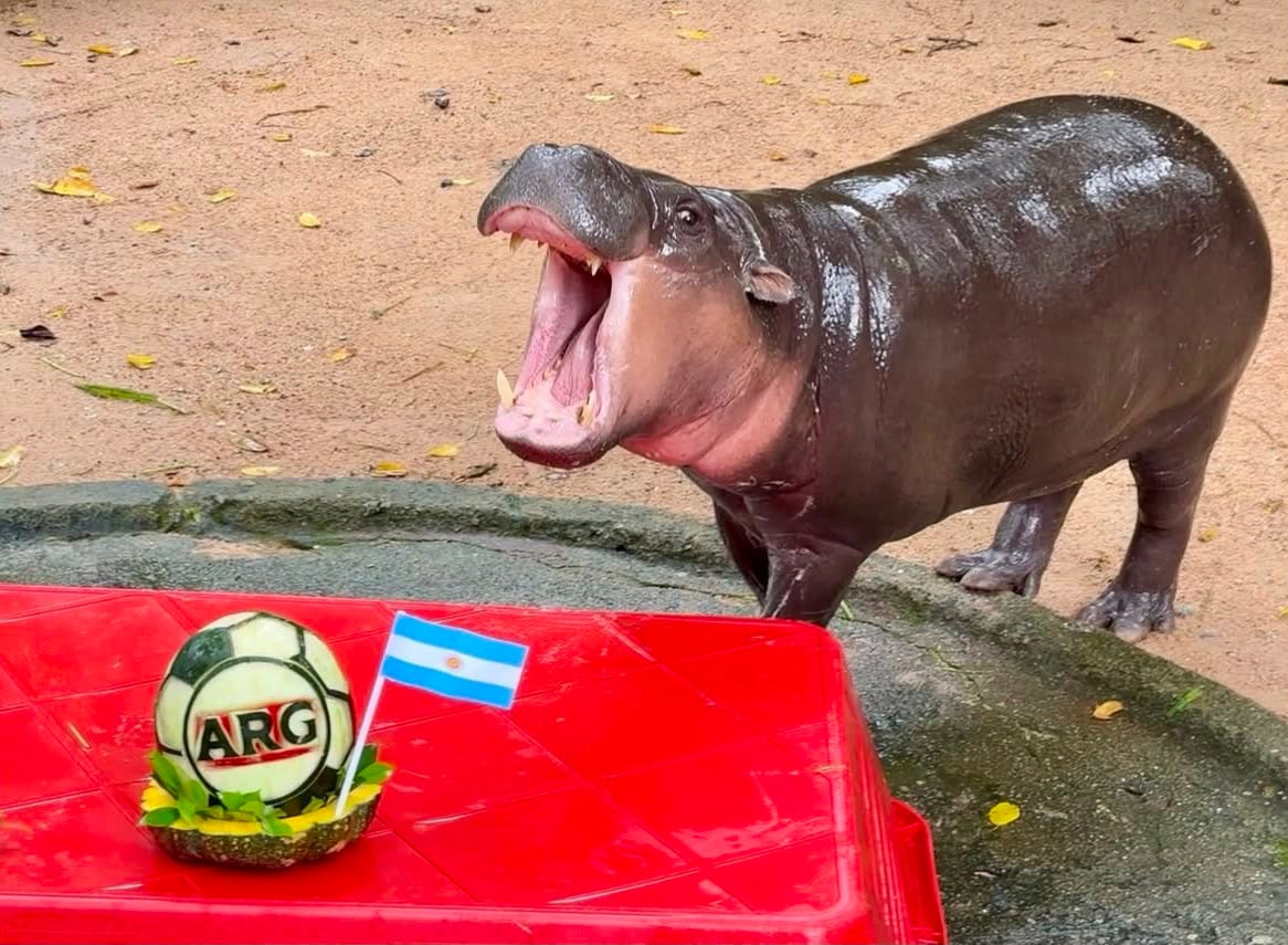 Hipopótamo 'Moo Deng' predice ganador del Mundial 2026 en actividad de zoológico