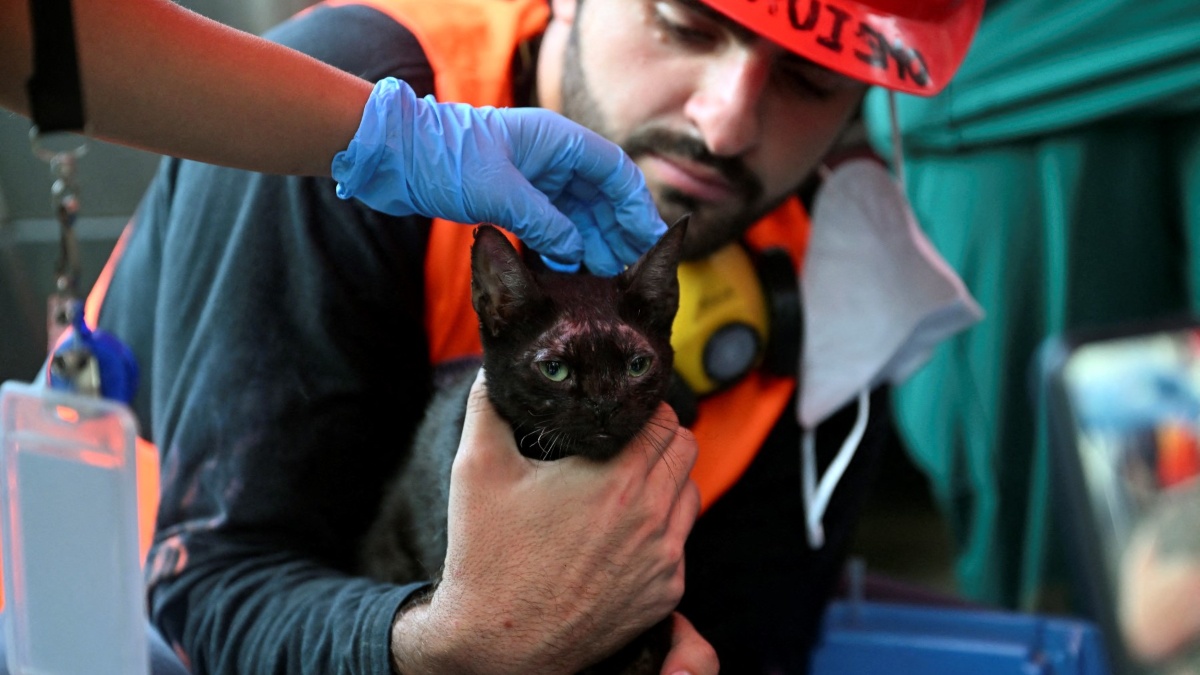 Voluntarios rescatan gato atrapado en escombros tras sismo en Venezuela