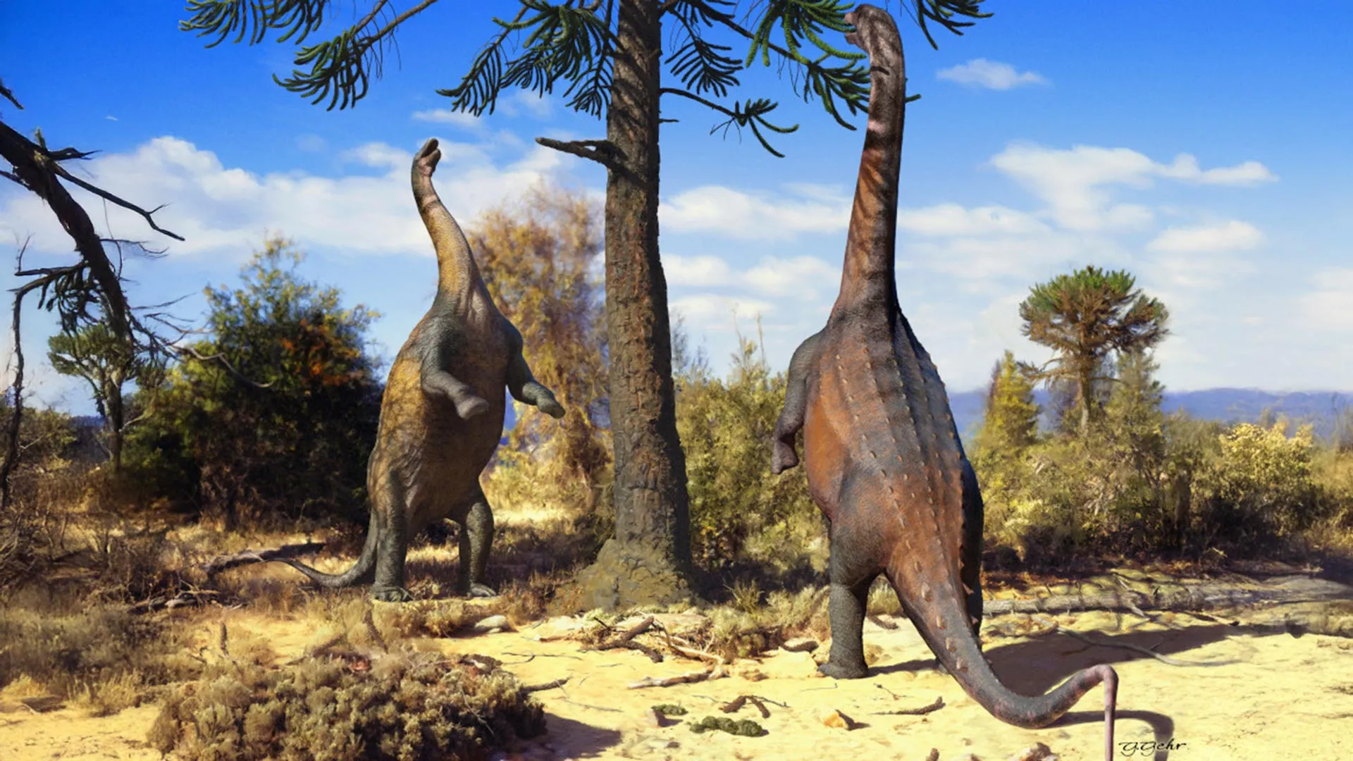 Young Sauropods Could Stand Upright, Study Suggests