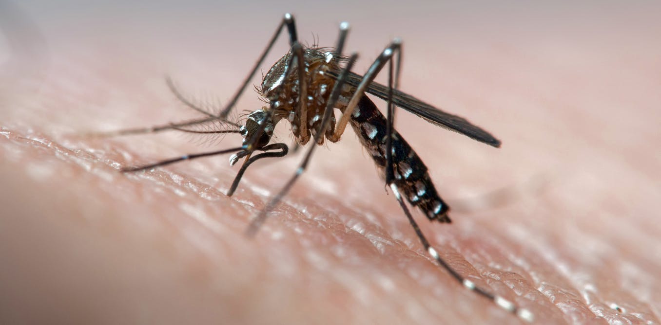 Australian trials show releasing genetically modified mosquitoes can effectively reduce disease-carrying populations