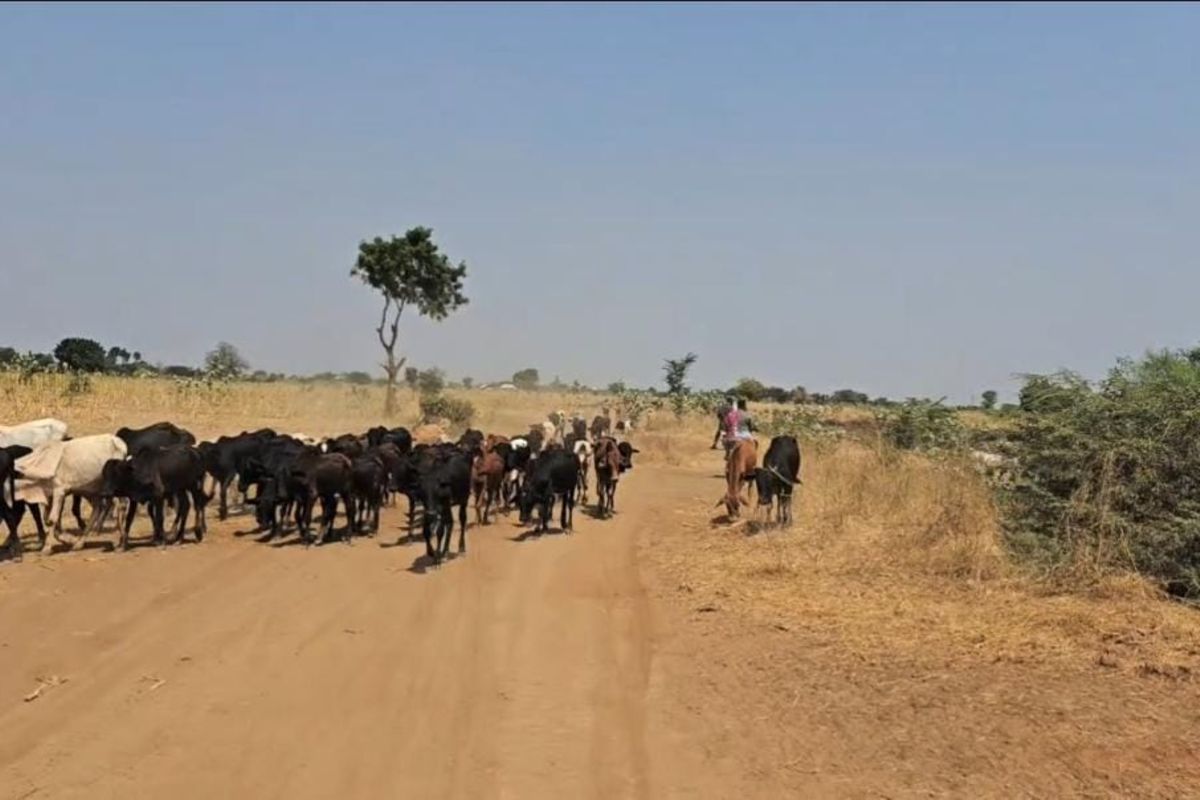 Moshi Region Faces Land Use Conflict Between Livestock Farmers and Agricultural Owners