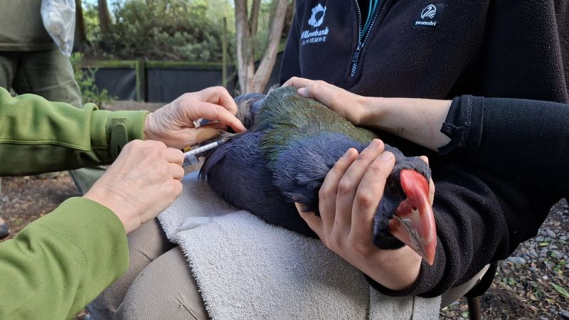 New Zealand Launches Emergency Vaccination Program to Protect Endangered Native Birds From H5N1 Bird Flu