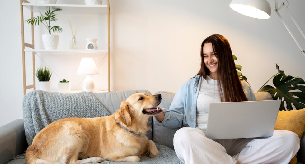Especialistas afirman que el bienestar de un perro grande depende de sus rutinas y estimulación, no del tamaño de la vivienda