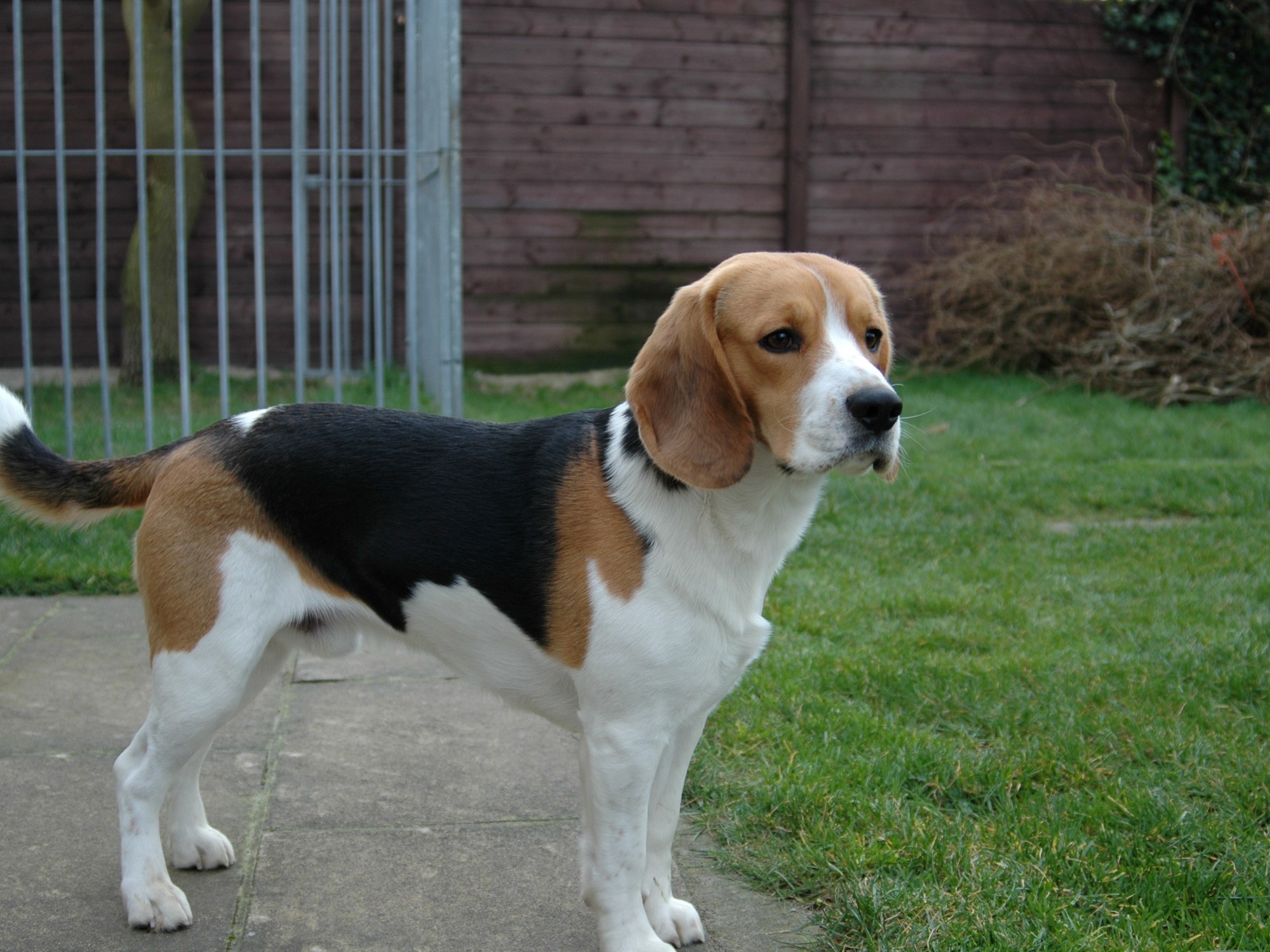 La historia del Beagle: un perro de caza con olfato excepcional