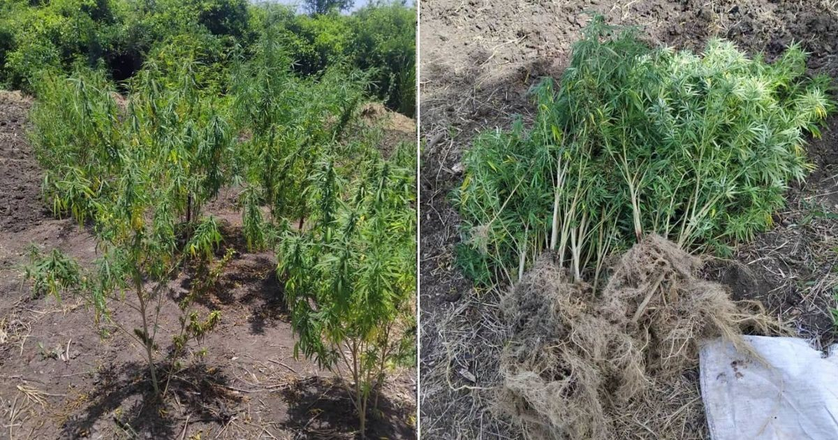 Operativo policial desmantela plantación clandestina de marihuana en Manzanillo