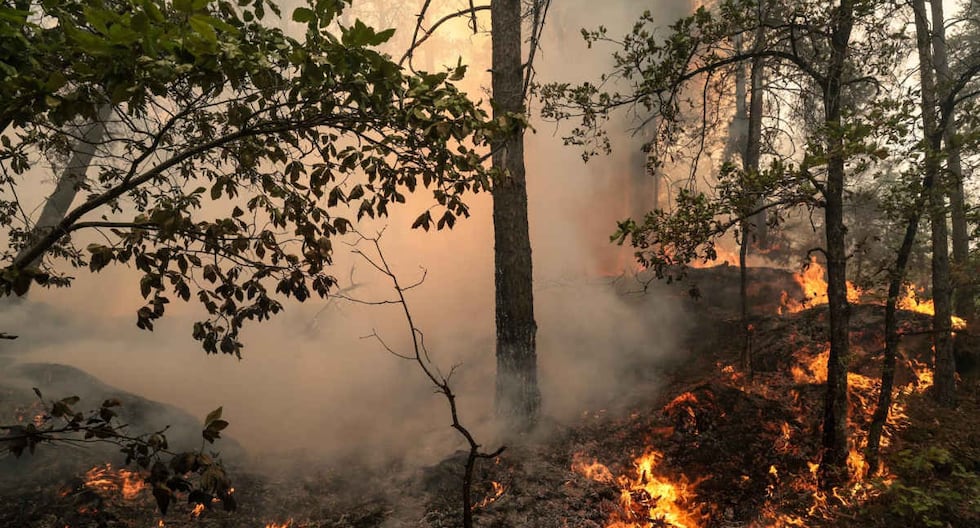 Incendio forestal cerca de Burdeos evacúa a 20,000 personas