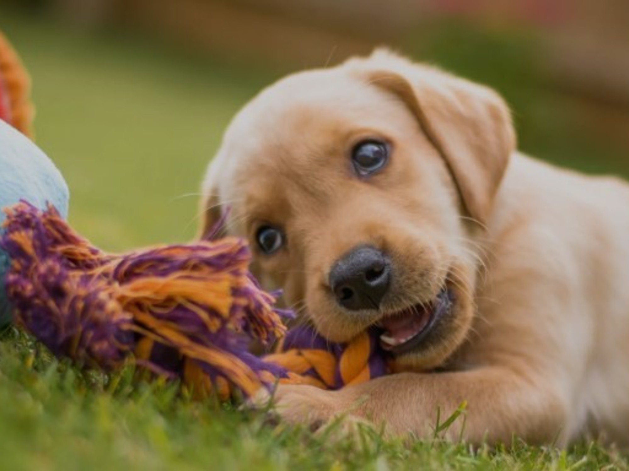 Cuidados para la salud ocular de los perros y prevención de enfermedades hereditarias