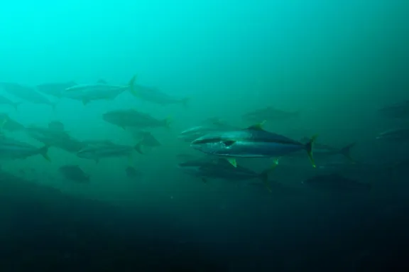 Lemon Fish Establishes Permanent Presence in Chubut's Nuevo Gulf: Scientists Confirm Reproduction and Call for Fishing Regulation