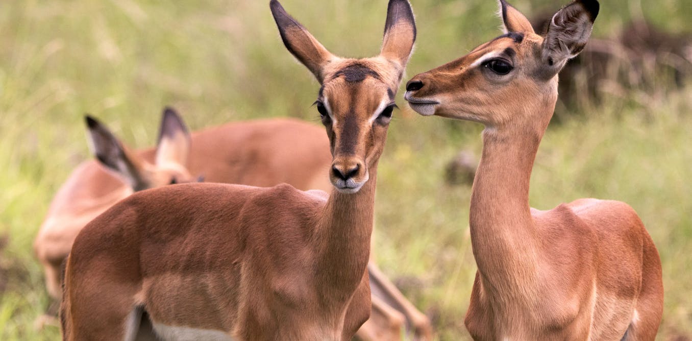 Tourism stress on wildlife: Study finds impala most affected during dry season