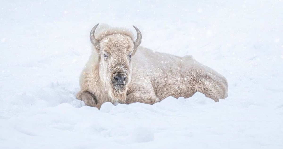 Winnipeg's White Bison Blizzard Passes Away at 21