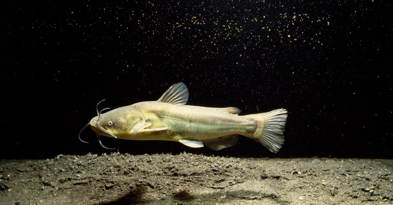 Transmissible Cancer Discovered in North American Catfish